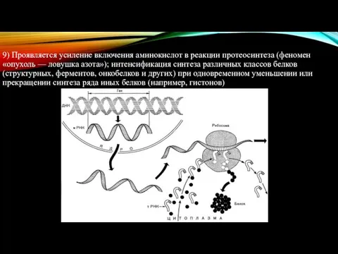 9) Проявляется усиление включения аминокислот в реакции протеосинтеза (феномен «опухоль —
