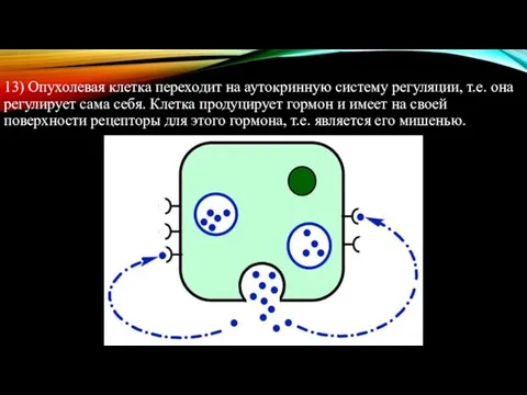 13) Опухолевая клетка переходит на аутокринную систему регуляции, т.е. она регулирует