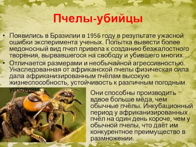 Пчелы-убийцы Они способны производить вдвое больше мёда, чем обычные пчёлы. Инкубационный