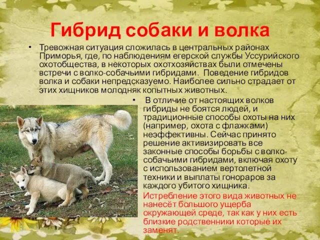 Гибрид собаки и волка Тревожная ситуация сложилась в центральных районах Приморья,