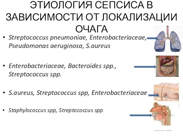 ЭТИОЛОГИЯ СЕПСИСА В ЗАВИСИМОСТИ ОТ ЛОКАЛИЗАЦИИ ОЧАГА Streptococcus pneumoniae, Enterobacteriaceae, Pseudomonas