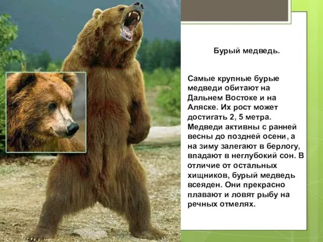 Бурый медведь. Самые крупные бурые медведи обитают на Дальнем Востоке и