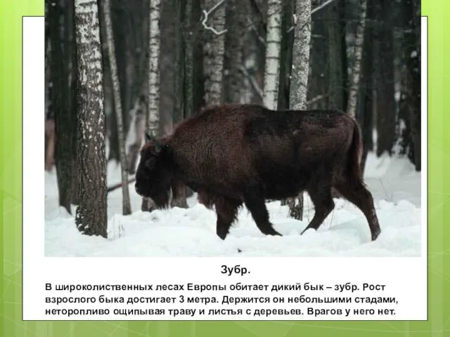Зубр. В широколиственных лесах Европы обитает дикий бык – зубр. Рост