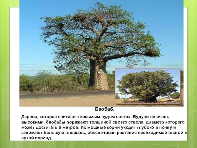 Баобаб. Дерево, которое считают «восьмым чудом света». Будучи не очень высокими,