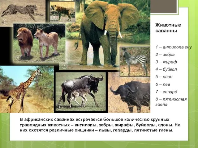 Животные саванны 1 – антилопа гну 2 – зебра 3 –