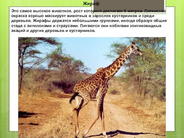 Жираф Это самое высокое животное, рост которого достигает 6 метров. Пятнистая