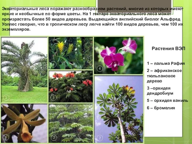Растения ВЭЛ 1 – пальма Рафия 2 – африканское тюльпановое дерево