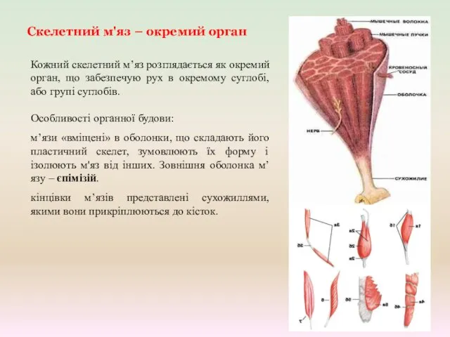 Скелетний м'яз – окремий орган Кожний скелетний м’яз розглядається як окремий