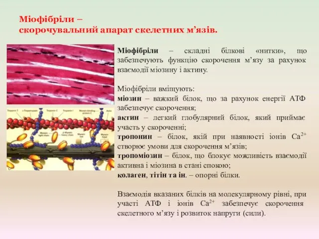 Міофібріли – скорочувальний апарат скелетних м’язів. Міофібріли – складні білкові «нитки»,
