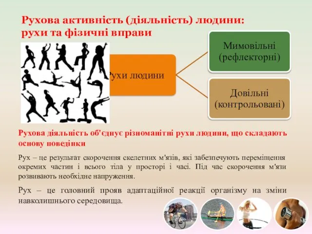 Рухова активність (діяльність) людини: рухи та фізичні вправи Рухова діяльність об'єднує
