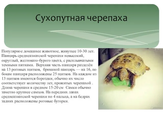 Сухопутная черепаха Популярное домашнее животное, живущее 10-30 лет. Панцирь среднеазиатской черепахи