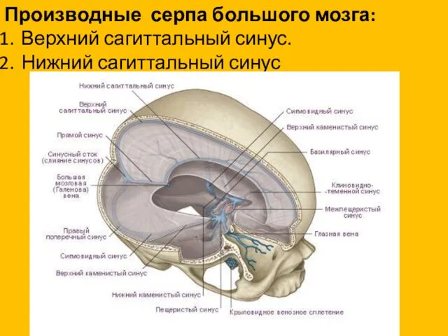 Производные серпа большого мозга: Верхний сагиттальный синус. Нижний сагиттальный синус