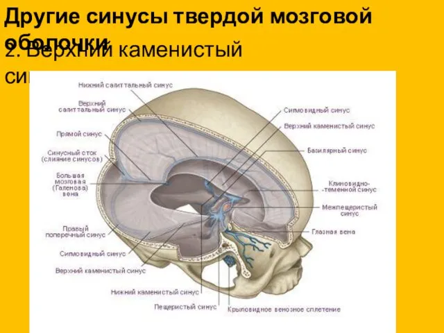 Другие синусы твердой мозговой оболочки 2. Верхний каменистый синус