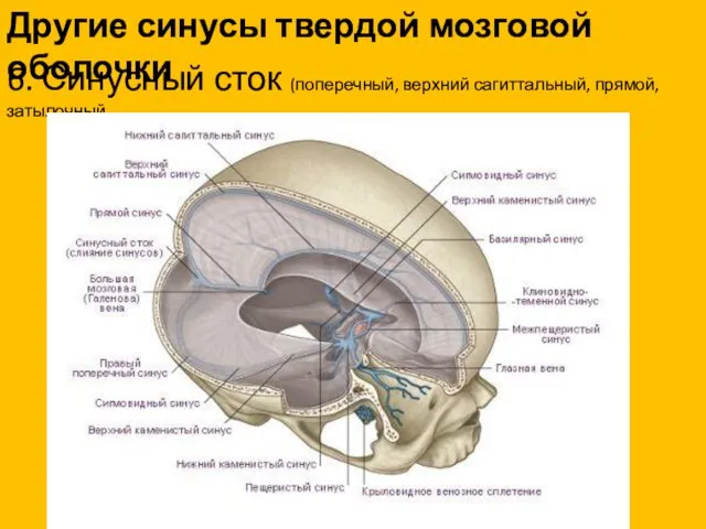 Другие синусы твердой мозговой оболочки 6. Синусный сток (поперечный, верхний сагиттальный, прямой, затылочный