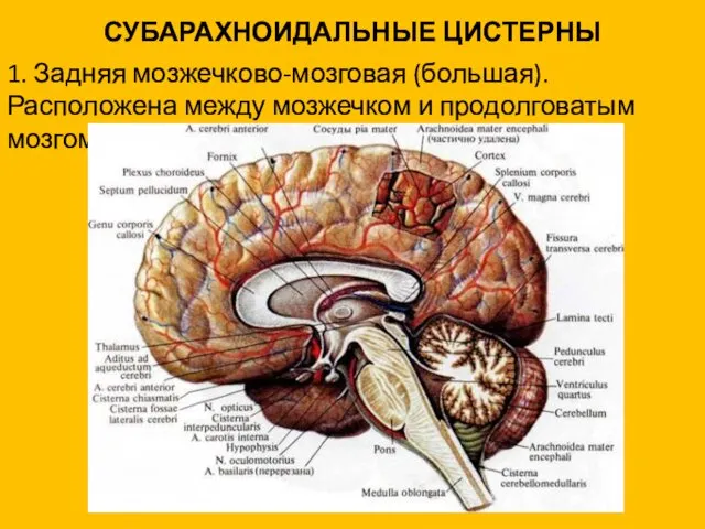 СУБАРАХНОИДАЛЬНЫЕ ЦИСТЕРНЫ 1. Задняя мозжечково-мозговая (большая). Расположена между мозжечком и продолговатым мозгом.