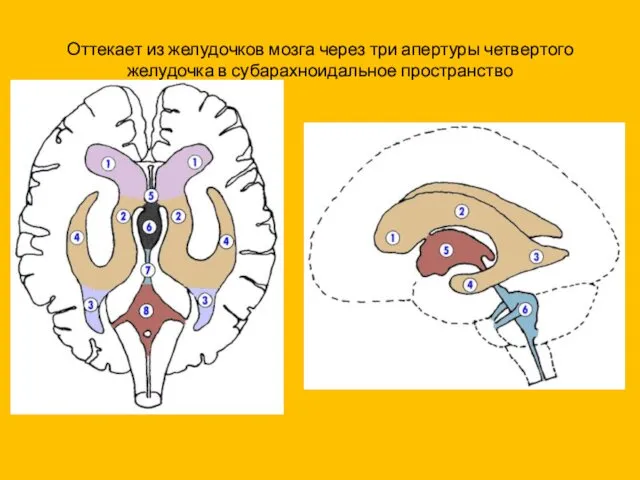 Оттекает из желудочков мозга через три апертуры четвертого желудочка в субарахноидальное пространство