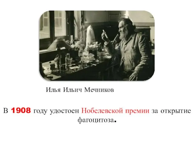Илья Ильич Мечников В 1908 году удостоен Нобелевской премии за открытие фагоцитоза.
