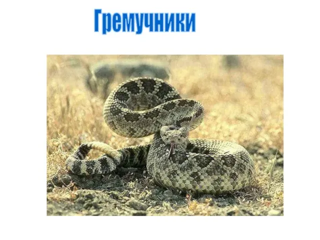 Гремучники