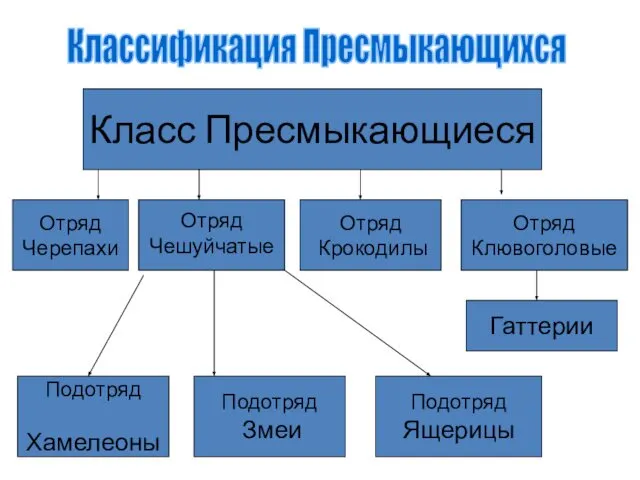 Отряд Черепахи Отряд Чешуйчатые Отряд Крокодилы Отряд Клювоголовые Гаттерии Подотряд Хамелеоны