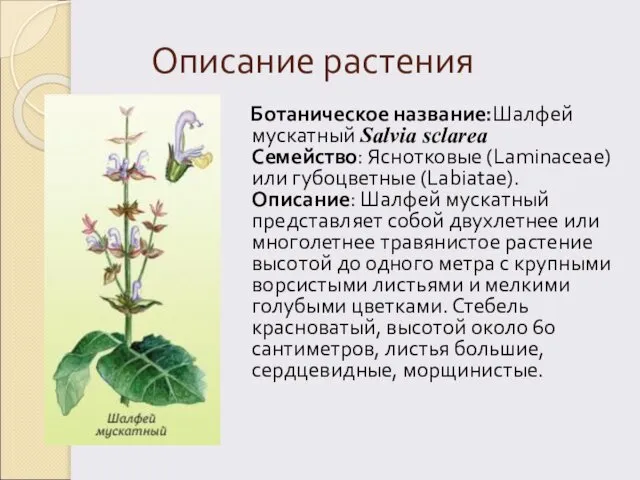 Описание растения Ботаническое название:Шалфей мускатный Salvia sclarea Семейство: Яснотковые (Laminaceae) или