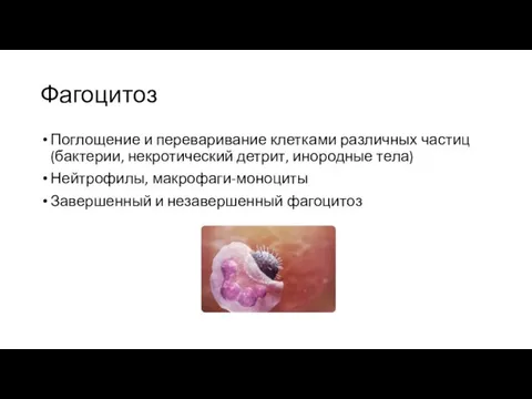 Фагоцитоз Поглощение и переваривание клетками различных частиц (бактерии, некротический детрит, инородные
