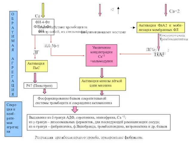 ФИ-4-Фт ФИ-4,5-Фт ФИ Активация ФлА2 и моби-лизация мембранных ФЛ Активация ПкС