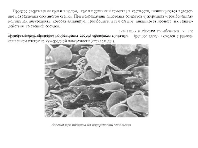 Адгезия тромбоцита на поверхности эндотелия