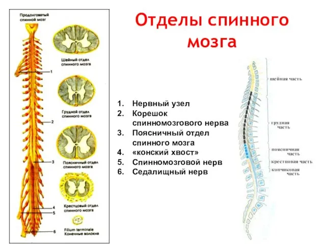 Нервный узел Корешок спинномозгового нерва Поясничный отдел спинного мозга «конский хвост»