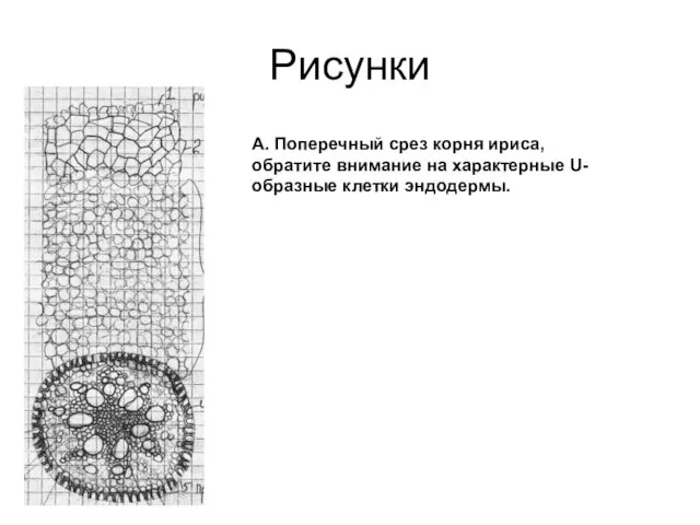 Рисунки А. Поперечный срез корня ириса, обратите внимание на характерные U-образные клетки эндодермы.
