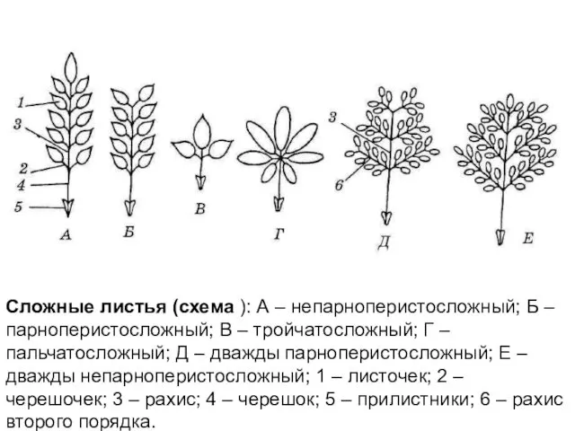 Сложные листья (схема ): А – непарноперистосложный; Б – парноперистосложный; В