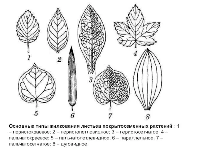Основные типы жилкования листьев покрытосеменных растений : 1 – перистокраевое; 2