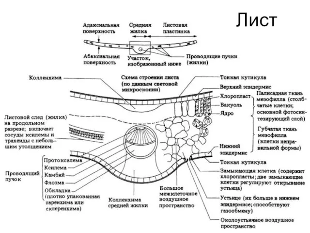 Лист