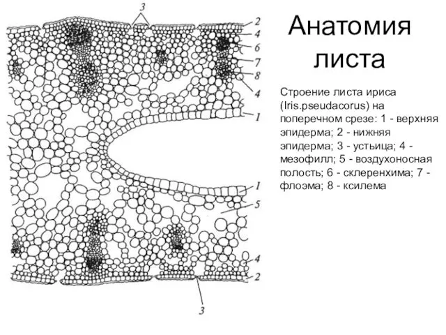 Анатомия листа Строение листа ириса (Iris.pseudacorus) на поперечном срезе: 1 -