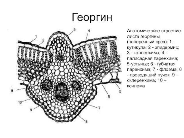 Георгин Анатомическое строение листа георгины (поперечный срез): 1 - кутикула; 2