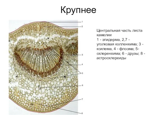 Крупнее Центральная часть листа камелии 1 - эпидерма, 2,7 - уголковая