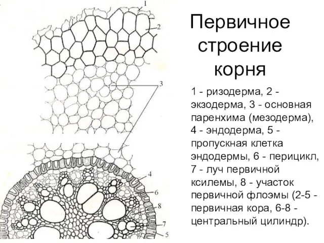 Первичное строение корня 1 - ризодерма, 2 - экзодерма, 3 -