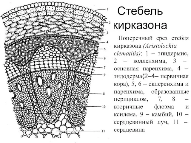 Стебель кирказона Поперечный срез стебля кирказона (Aristolochia clematitis): 1 – эпидермис,