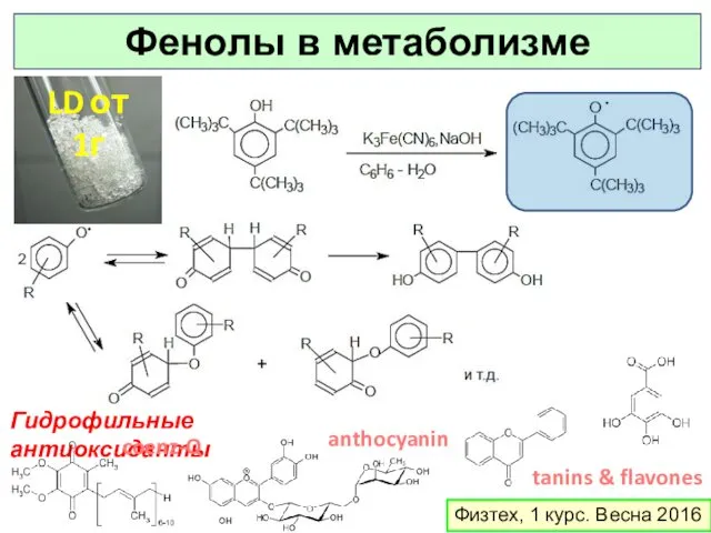 Физтех, 1 курс. Весна 2016 Фенолы в метаболизме LD от 1г