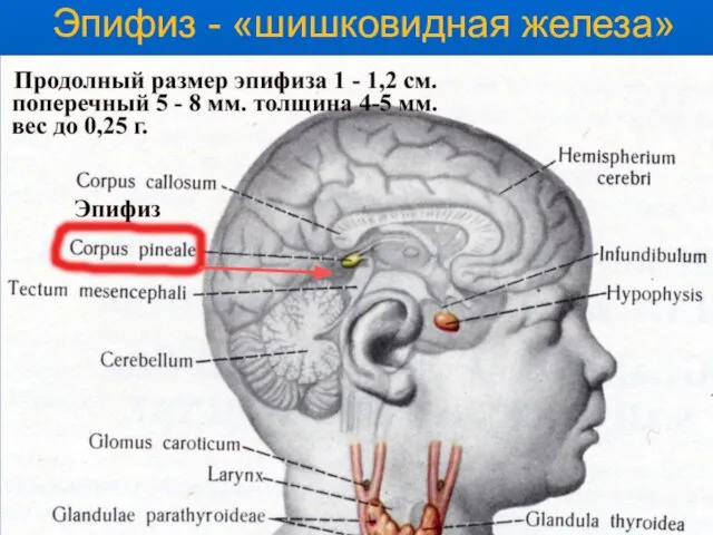 Эпифиз - «шишковидная железа»