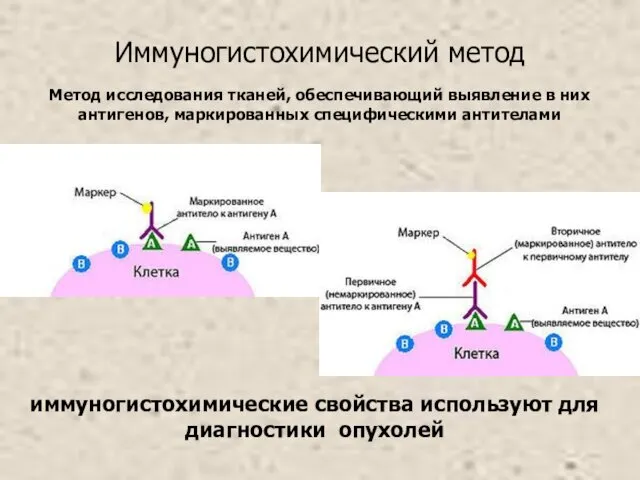 Иммуногистохимический метод иммуногистохимические свойства используют для диагностики опухолей Метод исследования тканей,