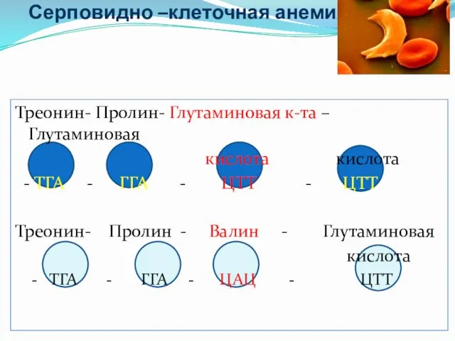 Серповидно –клеточная анемия Треонин- Пролин- Глутаминовая к-та –Глутаминовая кислота кислота -