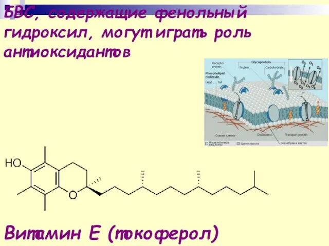 Витамин Е (токоферол) БВС, содержащие фенольный гидроксил, могут играть роль антиоксидантов