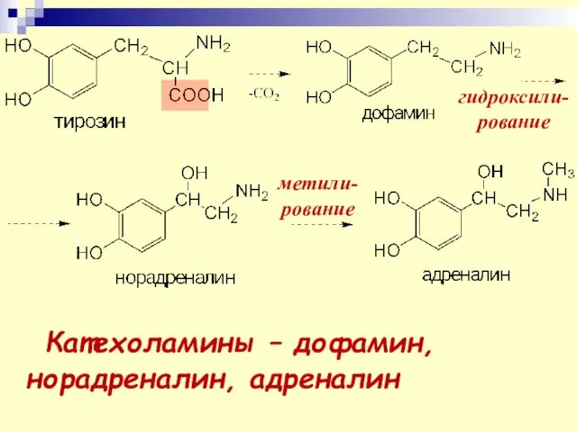 гидроксили- рование метили- рование Катехоламины – дофамин,норадреналин, адреналин