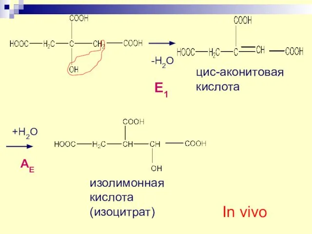 -H2O цис-аконитовая кислота +H2O изолимонная кислота (изоцитрат) AE E1 In vivo