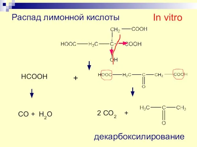 Распад лимонной кислоты HCOOH + CO + H2O 2 CO2 + декарбоксилирование In vitro