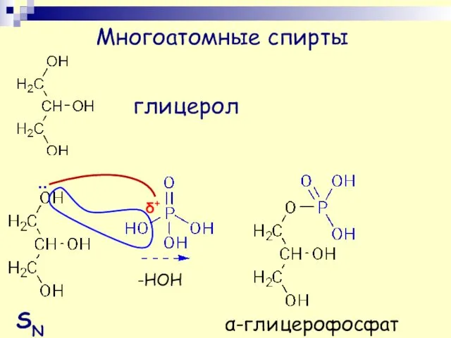 Многоатомные спирты глицерол .. δ+ α-глицерофосфат -НОН SN