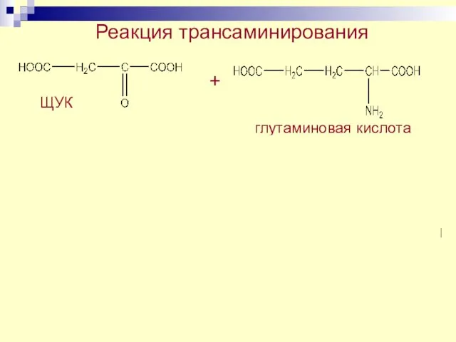 Реакция трансаминирования + ЩУК глутаминовая кислота аспарагиновая кислота + α-кетоглу пиридоксальфосфат