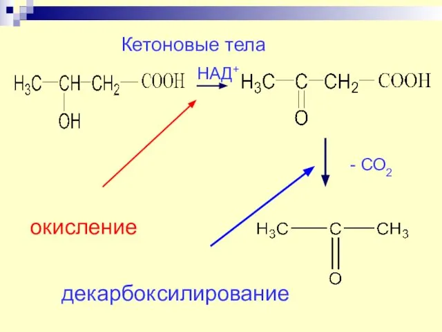 Кетоновые тела НАД+ - СО2 окисление декарбоксилирование