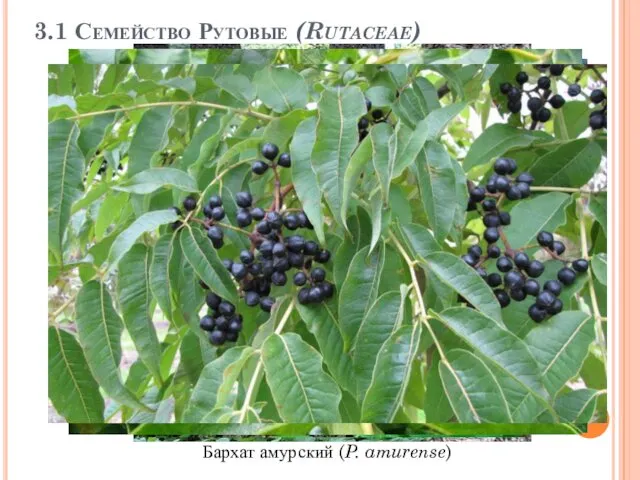 3.1 Семейство Рутовые (Rutaceae) Бархат амурский (P. amurense)