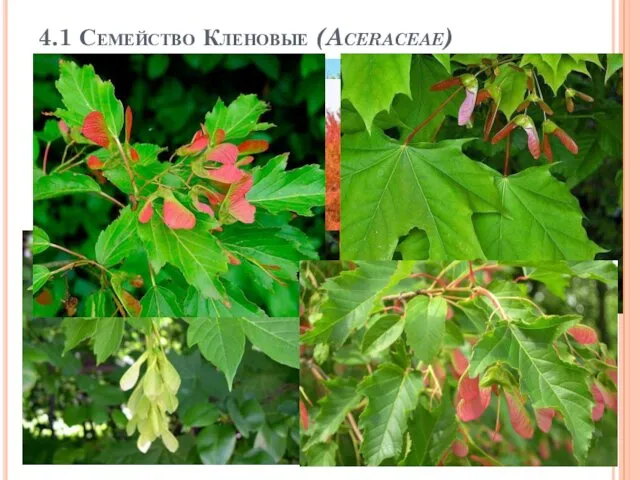 4.1 Семейство Кленовые (Aceraceae)